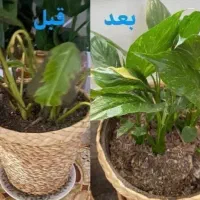 گل و گیاه / قرص کود گیاهی ارگانیک
