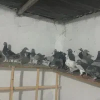 دسته کبوتر 30 تایی  وپلاکی
