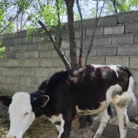 گوساله|حیوانات مزرعه|کلاله, |دیوار