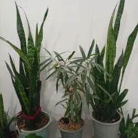 گل طبیعی|گل و گیاه طبیعی|نیشابور, مازول|دیوار