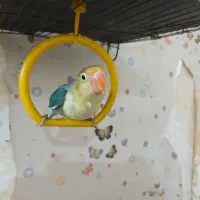 طوطی برزیلی گم شده