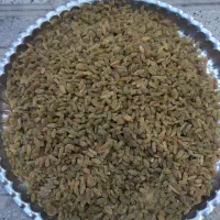 چند کیلو کشمش سبز درجه یک ارگانیک