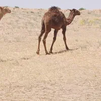 شوش