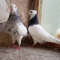 کبوتر طوقی