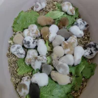 مرکز تخصصی پرورش و فروش همستر سوری،کمپل