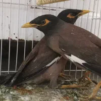 جفت مینا فروش،معاوضه