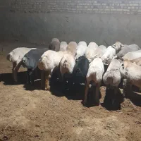 پشم بره برای لحافت تشک تمیز