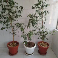 گل و گیاه بنجامین و بنجامیا آمستل