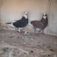 ۱۲ جفت کفتر پرشتی