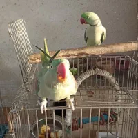 شاه طوطی جفت