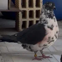کفتر گمشده