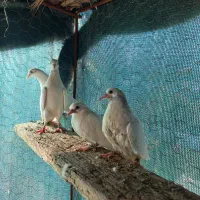 کفتر پتی واله