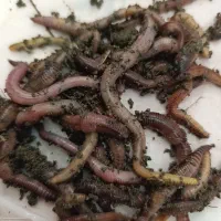 کرم خاکی درشت طعمه زنده برای ماهیگیری