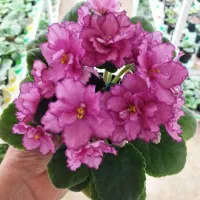 گلای زیبای بنقشه