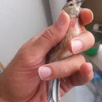 سینه سرخ سهره قناری