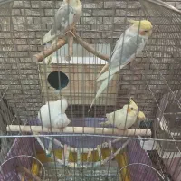 عروس هلندی نر و ماده