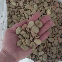 باقالی طارم
