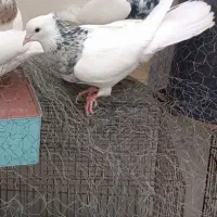 طوقی هفت رنگ برزیلی ماده