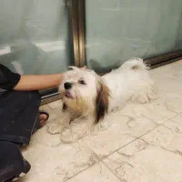 واگذاری سگ mix shitzo