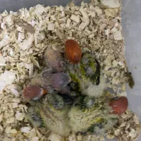 پرنده طوطی برزیلی اوپلاین گلد