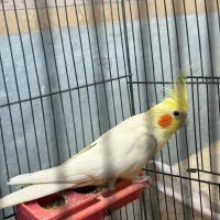 عروس هلندی نر لوتینو