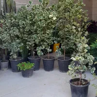 فیکوس دلتا سایز بزرگ ارتفاع بلند حسن یوسف بزرگ