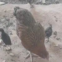 مرغ و ۳جوجه