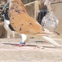 هفرنگ دمسفید خوشرنگ زرد گلدار