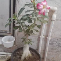 گل بنسای ادنیوم درخچه کوچک