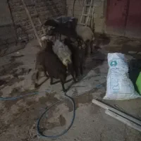 میش بره