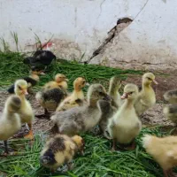 لیندا اصل قوغاز