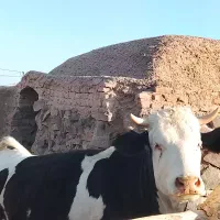 فروش گوساله گوشتی کیلویی ۵۲۰برا نذری
