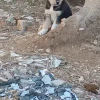 سگ قرمز