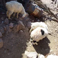 بره سبک نر و ماده شیرمو