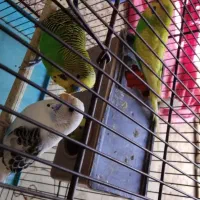 مرغ عشق آماده تخم گذاری