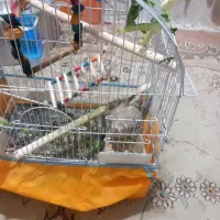 دوه عروس هلندی تخم گذاشتند درجه یک