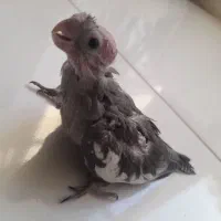 جوجه عروس هلندی