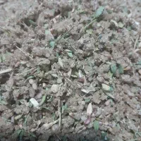 ترنجبین تازه امسالی