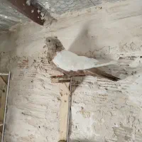 سینه|پرنده|مشهد, پرکندآباد|دیوار