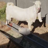 بزغاله نر گلابی پاکستانی خوش استیل
