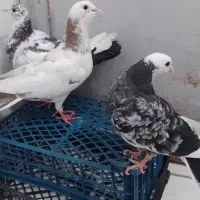 3تا دورگ دمچتر