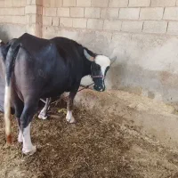 گاومیش حامله نزدیک زا