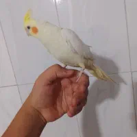 ۹۰۰