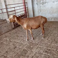 فروش یک راس گوسفند چینی درشت