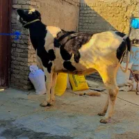 گاو آبستن