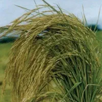 کود مکمل سرک  برای برنج 50 کیلویی