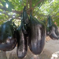 هیزه|خوردنی و آشامیدنی|گوآور, |دیوار