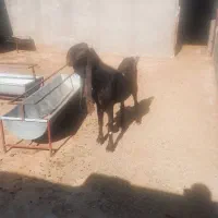 نری پاکستانی کاموری