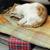 راهنمایی کنید