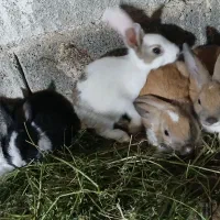 بچه خرگوش و خرگوش نر جوان